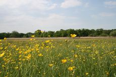 Sommerwiese-Hahnenfuß-030.jpg